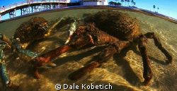 i shot this in Jan. 09..during a mass movement of spider ... by Dale Kobetich 